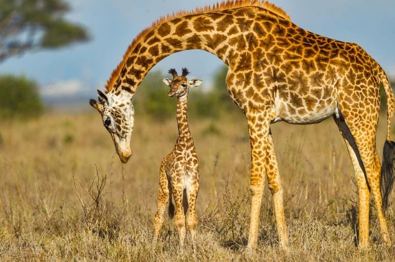Giraffe Giraffe