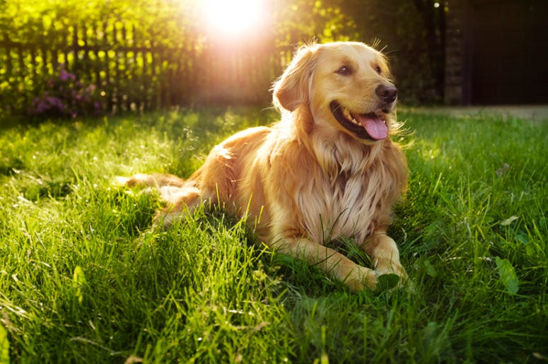 (actual dog not pictured)
