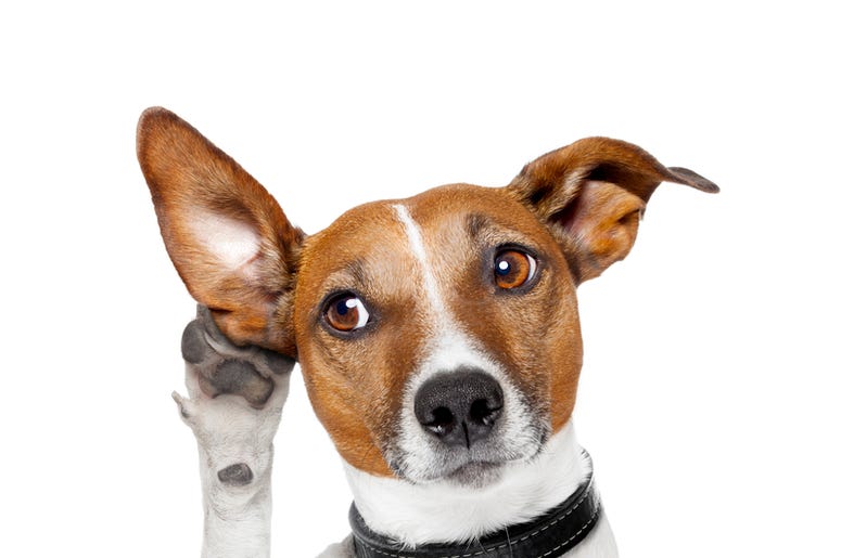 Your Dog Understands What You Say! Your dog listens better than you think!