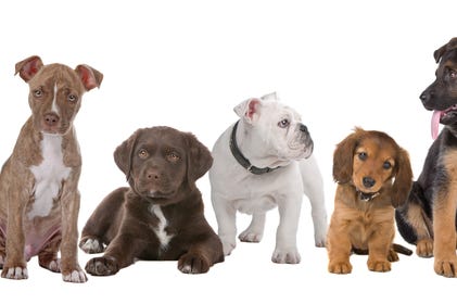 The Most Popular Dog Names in 2016 The Most Popular Dog Names in 2016