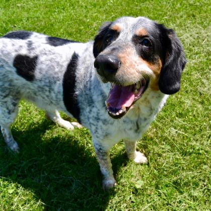 marty dog