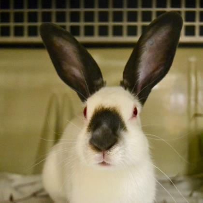 tricks rabbiT