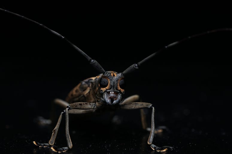 Insect Insect