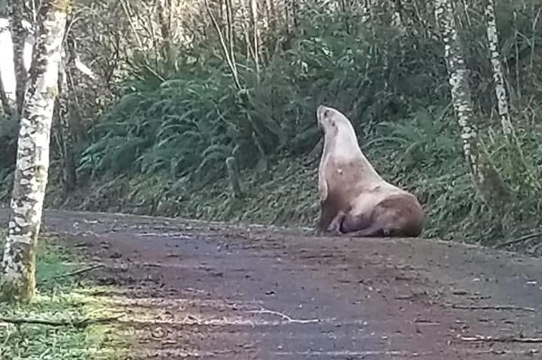 Sea lion or road hazard? Why not both?!