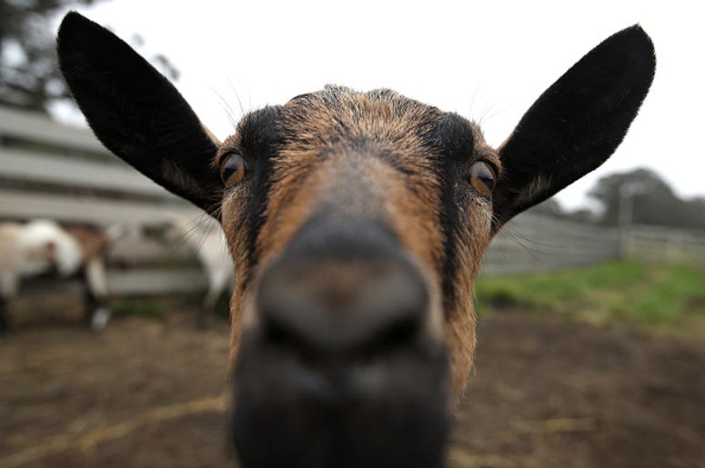 goat