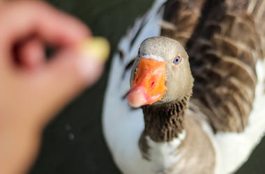Feed the duck