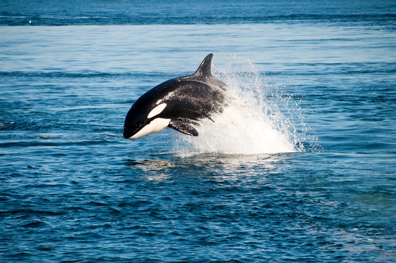 Orca