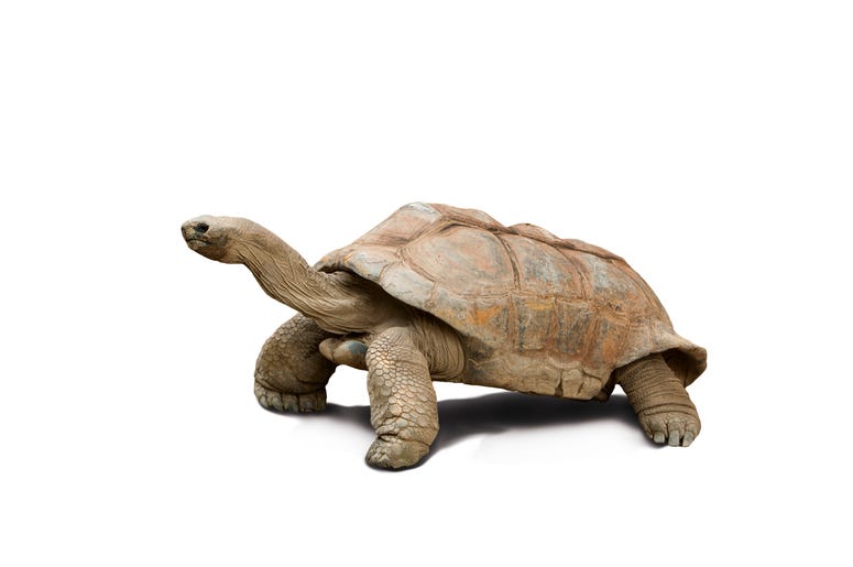 This isn't Diego the Giant Tortoise, but they're almost certainly related...