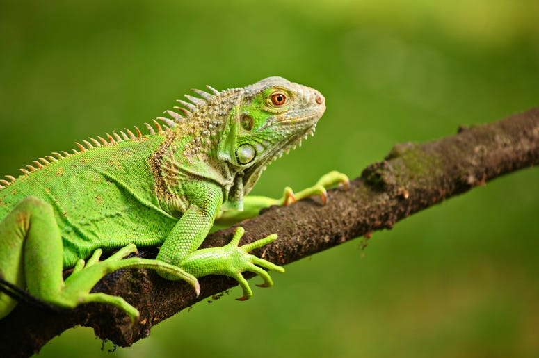 An iguana
