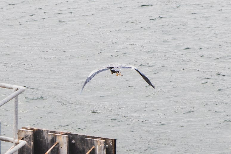 Cool bird - looks like a heron