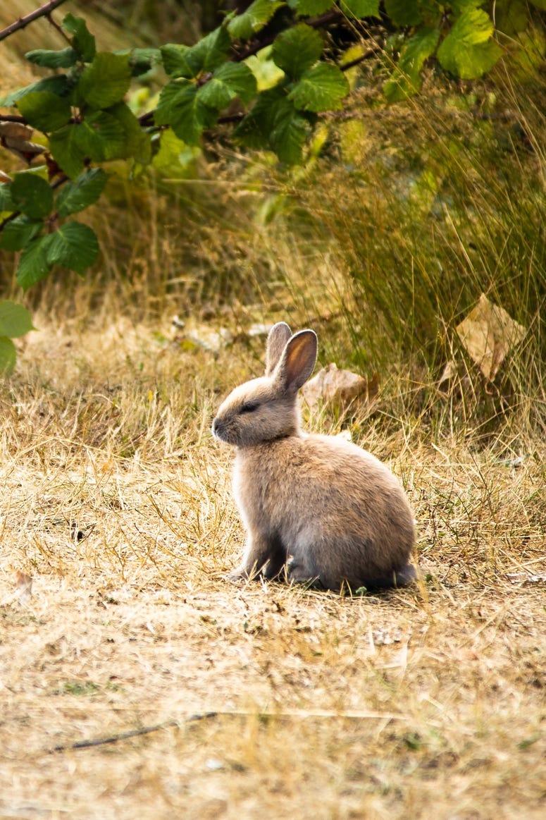 Bunny bb in Langley, WA