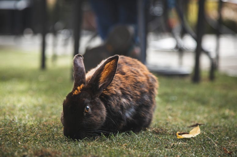 Bunny in Langley, WA