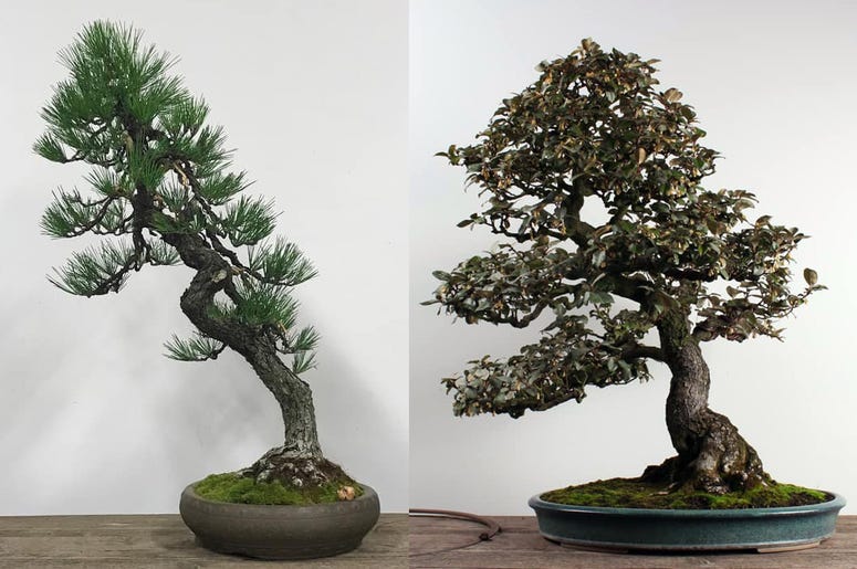 Stolen Bonsai