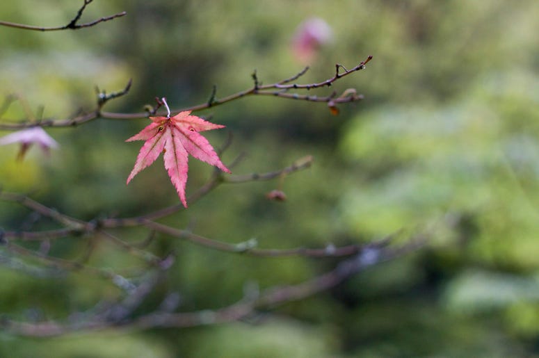 Japanese Garden @ The Arboretum Japanese Garden @ The Arboretum
