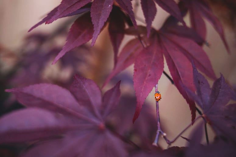 Ladybug(s)