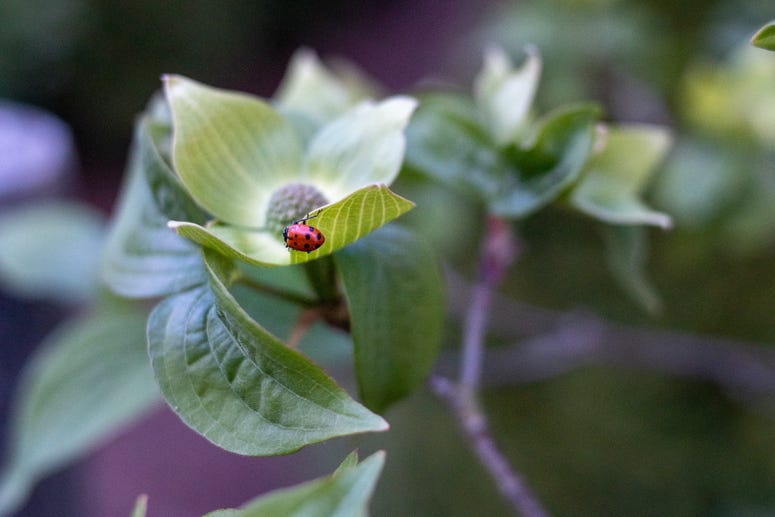Ladybug(s)