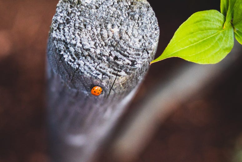 Ladybug(s)