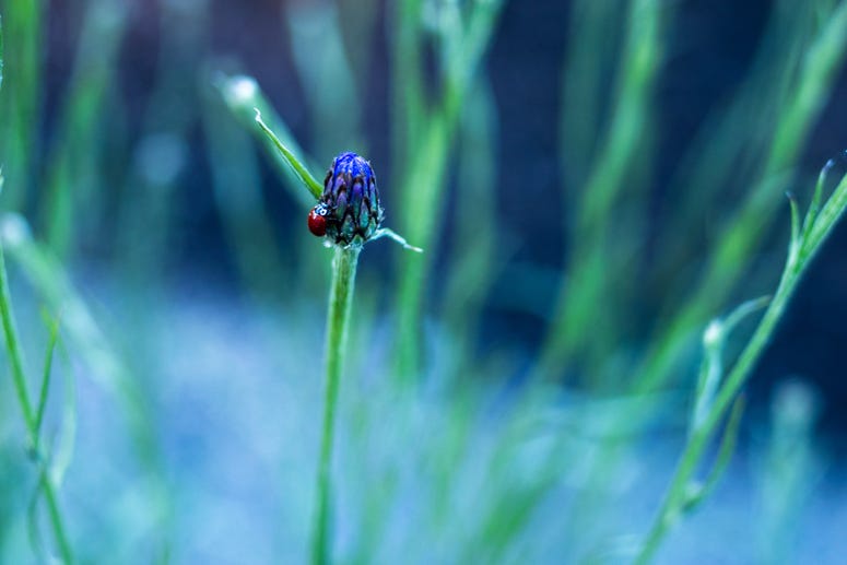 Ladybug(s)
