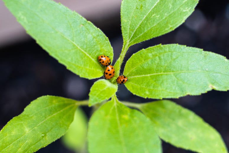Ladybug(s)