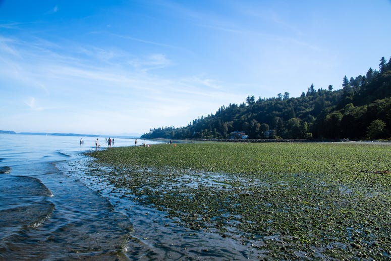 Washington Coastline