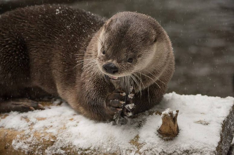 Oregon Zoo Otter in the Snow Oregon Zoo Otter in the Snow