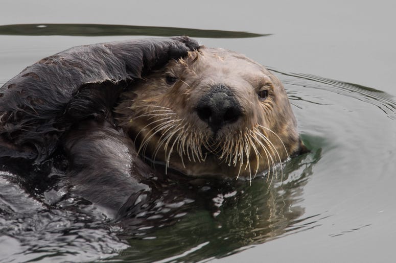 Get otter here! Get otter here!