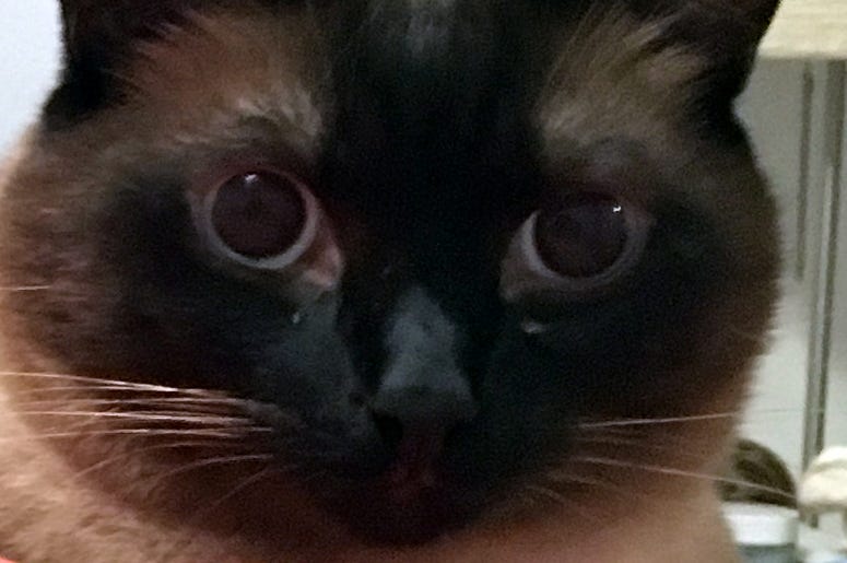 Peanut is a rescue cat Peanut is a rescue cat