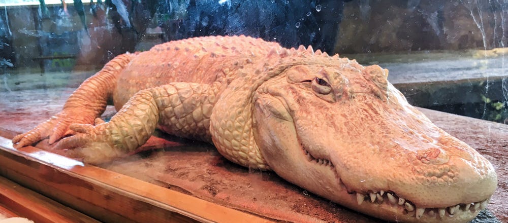 I went to the Reptile Zoo in Monroe | 107.7 The End – Alternative. Seattle