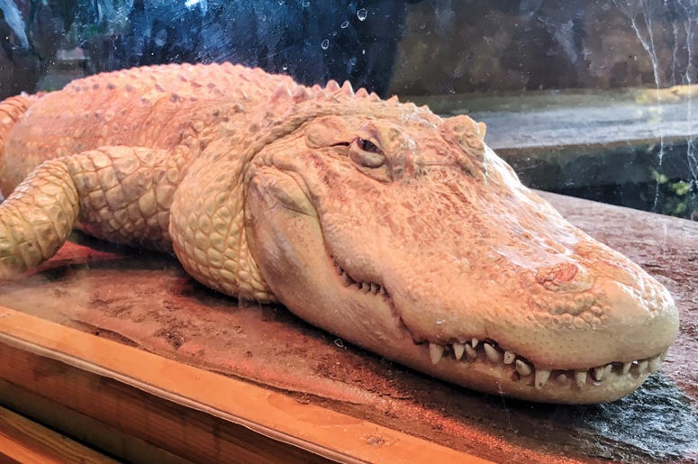 Baskar the Albino Alligator! Baskar the Albino Alligator!