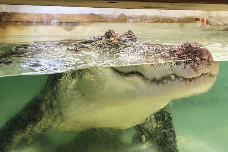 Baskar the Albino Alligator Baskar the Albino Alligator