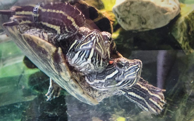 Two headed turtle power Two headed turtle power