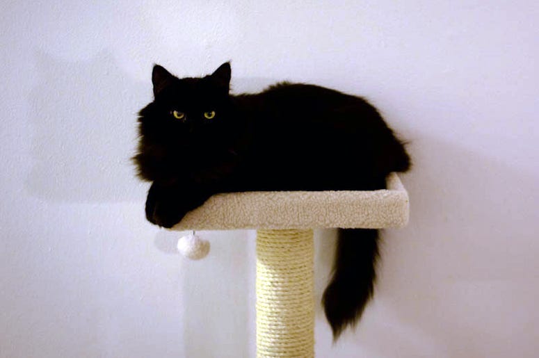 Fees for black cats waived for Black Friday at Seattle Humane Fees for black cats waived for Black Friday at Seattle Humane