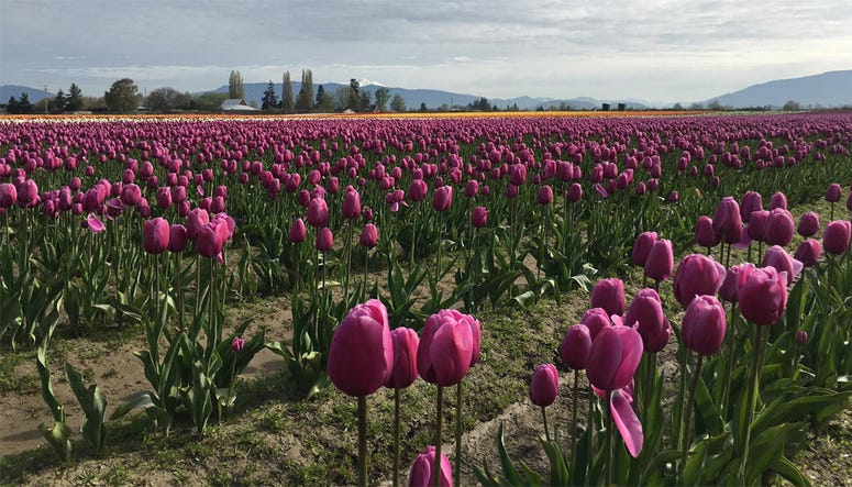 Tulip Festival 2016 Tulip Festival 2016