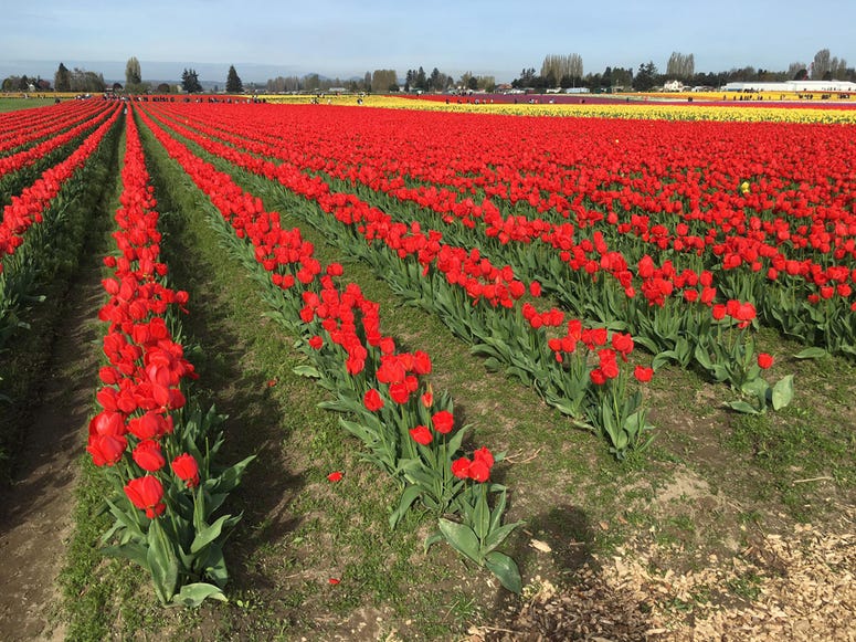 Tulip Festival Tulip Festival