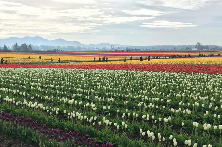 Tulip Festival 2016 Tulip Festival 2016