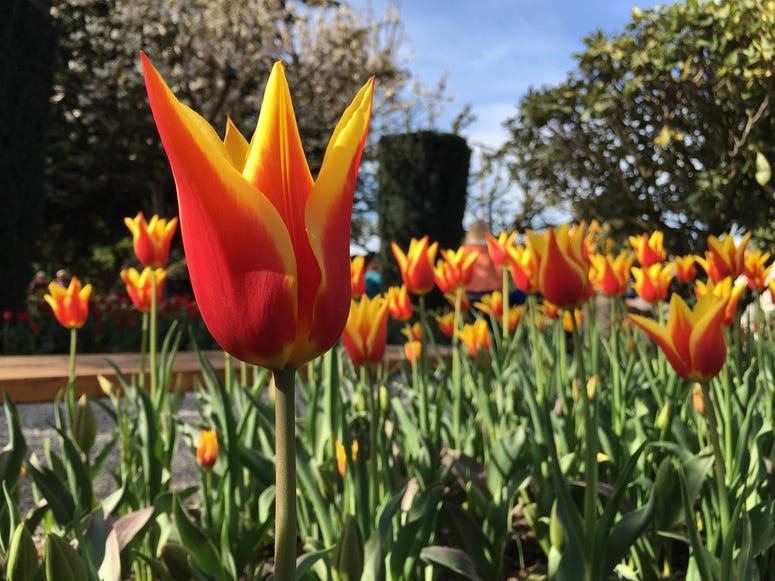 Tulip Festival 2016 Tulip Festival 2016
