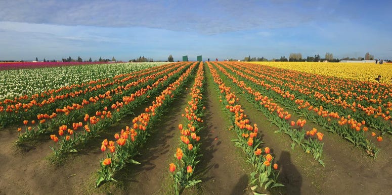 Tulip Festival 2016 Tulip Festival 2016