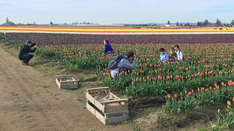 Tulip Festival 2016 Tulip Festival 2016