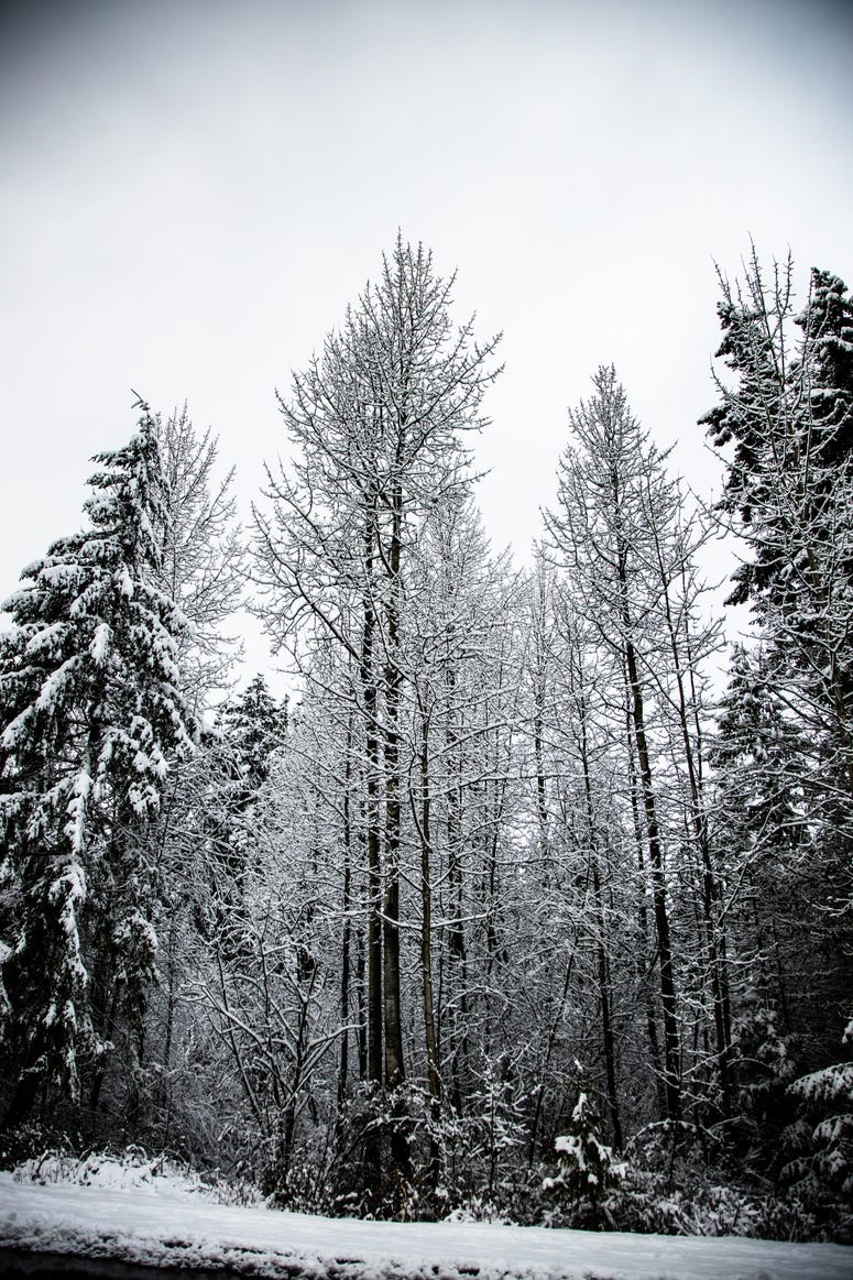 Ice trees