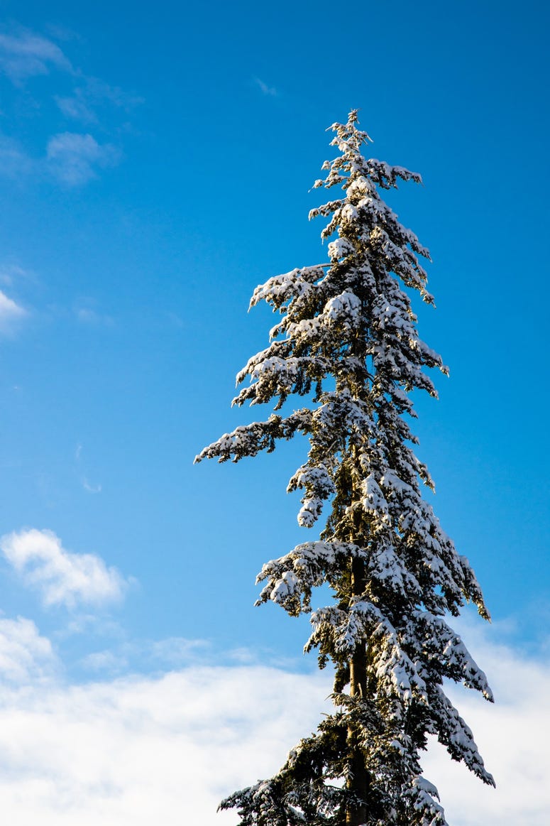 Left over evergreens not cut down for condos...