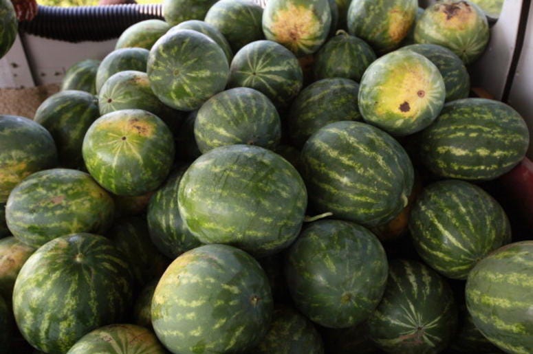 Melons