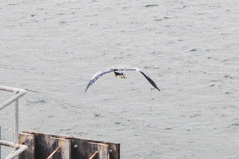 Cool bird - looks like a heron