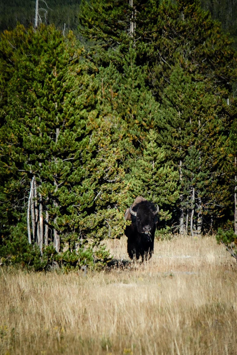 Yellowstone National Park