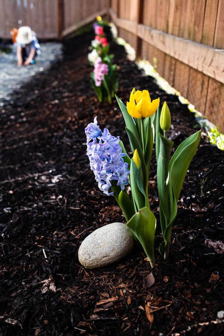 Tulips