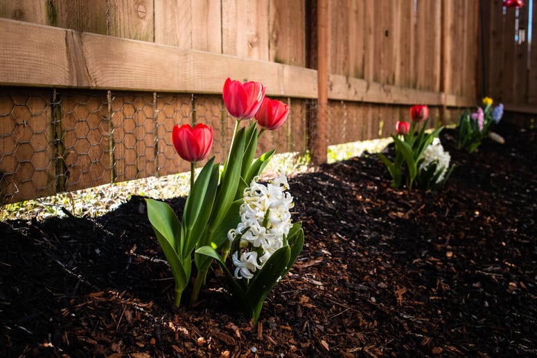Tulips