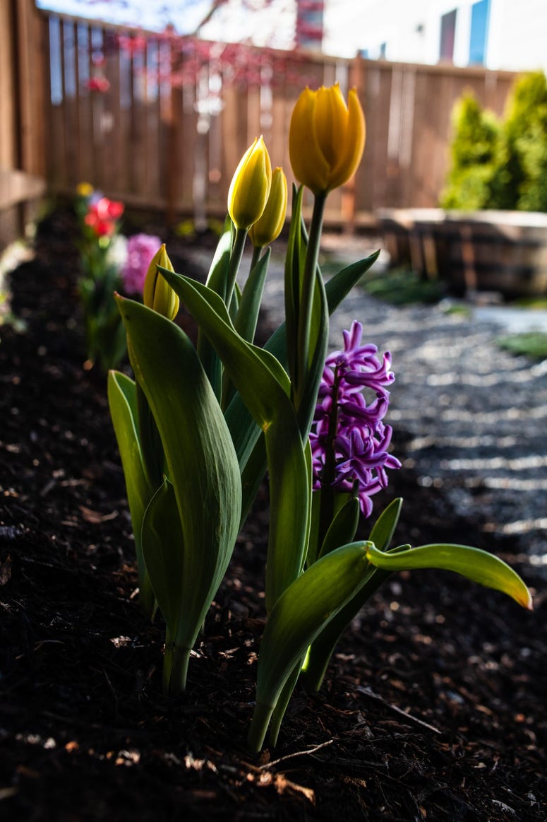 Tulips