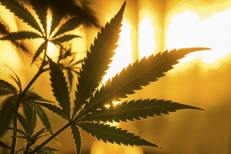 marijuana marijuana