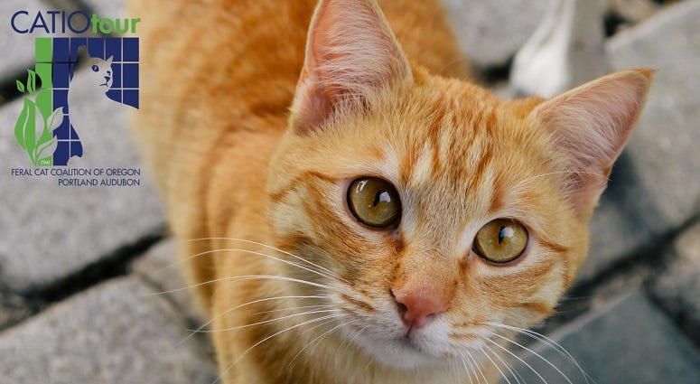 Catio Tour