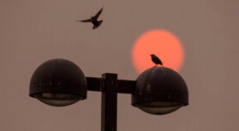 As the red sun colored by Western wildfires rises, a bird joins another on top of a light post near Walla Walla Community College in Walla Walla, Wash., Wednesday, Sept. 16, 2020. (Greg Lehman/Walla Walla Union-Bulletin via AP) As the red sun colored by Western wildfires rises, a bird joins another on top of a light post near Walla Walla Community College in Walla Walla, Wash., Wednesday, Sept. 16, 2020. (Greg Lehman/Walla Walla Union-Bulletin via AP)