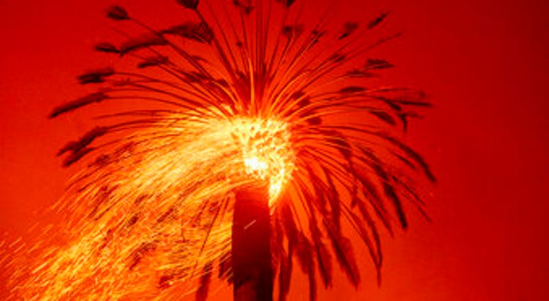 Embers fly from a tree as the Glass Fire burns in St. Helena, Calif., Sunday, Sept. 27, 2020. (AP Photo/Noah Berger) Embers fly from a tree as the Glass Fire burns in St. Helena, Calif., Sunday, Sept. 27, 2020. (AP Photo/Noah Berger)